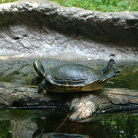 Acrobatic Turtle