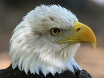 the eagle