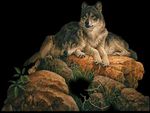 Wolves on the Rocks