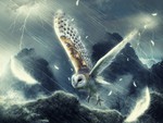 Barn Owl