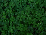 clovers