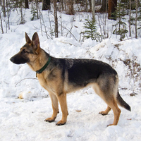 German Shepherd In Snow