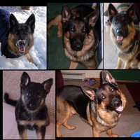 GERMAN SHEPHERD COLLAGE