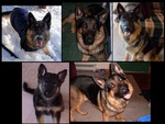 GERMAN SHEPHERD COLLAGE