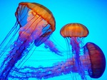 jelly fish