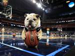 dog playing baskeball