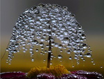 Tree of dew
