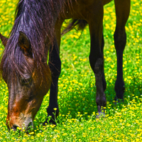 Horse Flowers