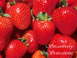 Strawberry Sensations