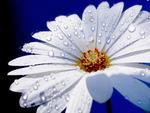 beautiful  white  flower