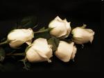bouquet  of   white roses