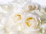white Roses