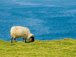 a sheep on a grassland