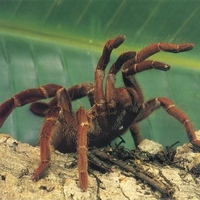Tarantula 