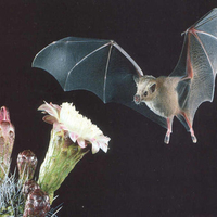 A Flying Bat 