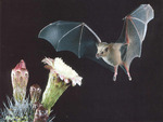 A Flying Bat 