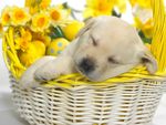 Springtime snooze