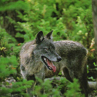 Noble Grey Wolf
