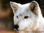 Another Portrait Of Deneb The Wolf