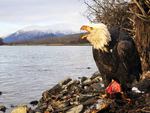 bald eagle