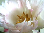 white tulip