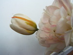white tulip