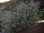 Cherry blossoms at sunset