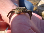 Little crab