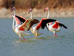 flamingo dance