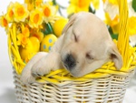 Spring puppy