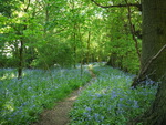 Bluebell Walk