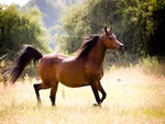 Arabian In Golden Meadows