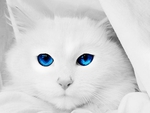blue eyes