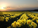 field of dafoldils