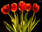 Red tulips