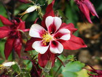 The Columbine.