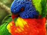 pretty parrot