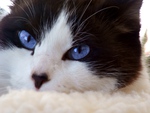cute blue eyed kitty