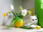 Tulips and white cat