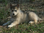 Wolf Dog Pup