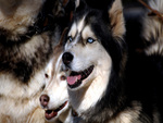 Siberian Huskies