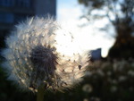 dandelion