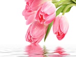 Pink Tulips