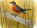 Spring  Robin