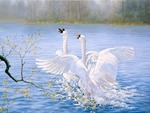 Swan  Dance