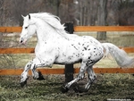 Friesian/Appaloosa Crossbreed