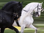 Friesian & Andalusian Couple