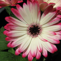 Gerber Daisy