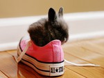 My Converse