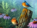 Bluebird Haven